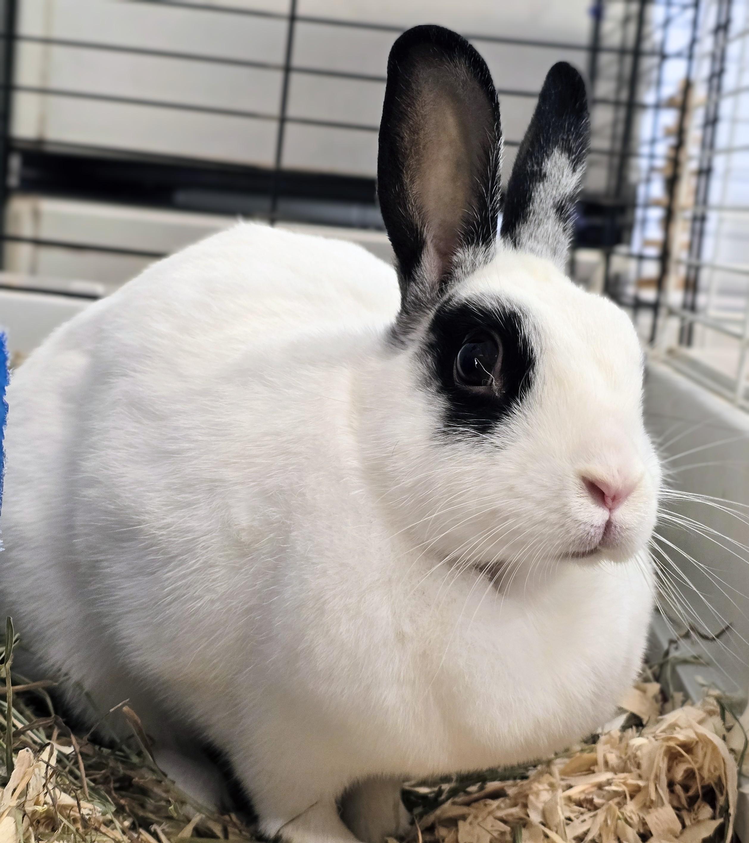 Enlarge -157 Dolly, a Adoptable American in Amityville, NY image 3/6
