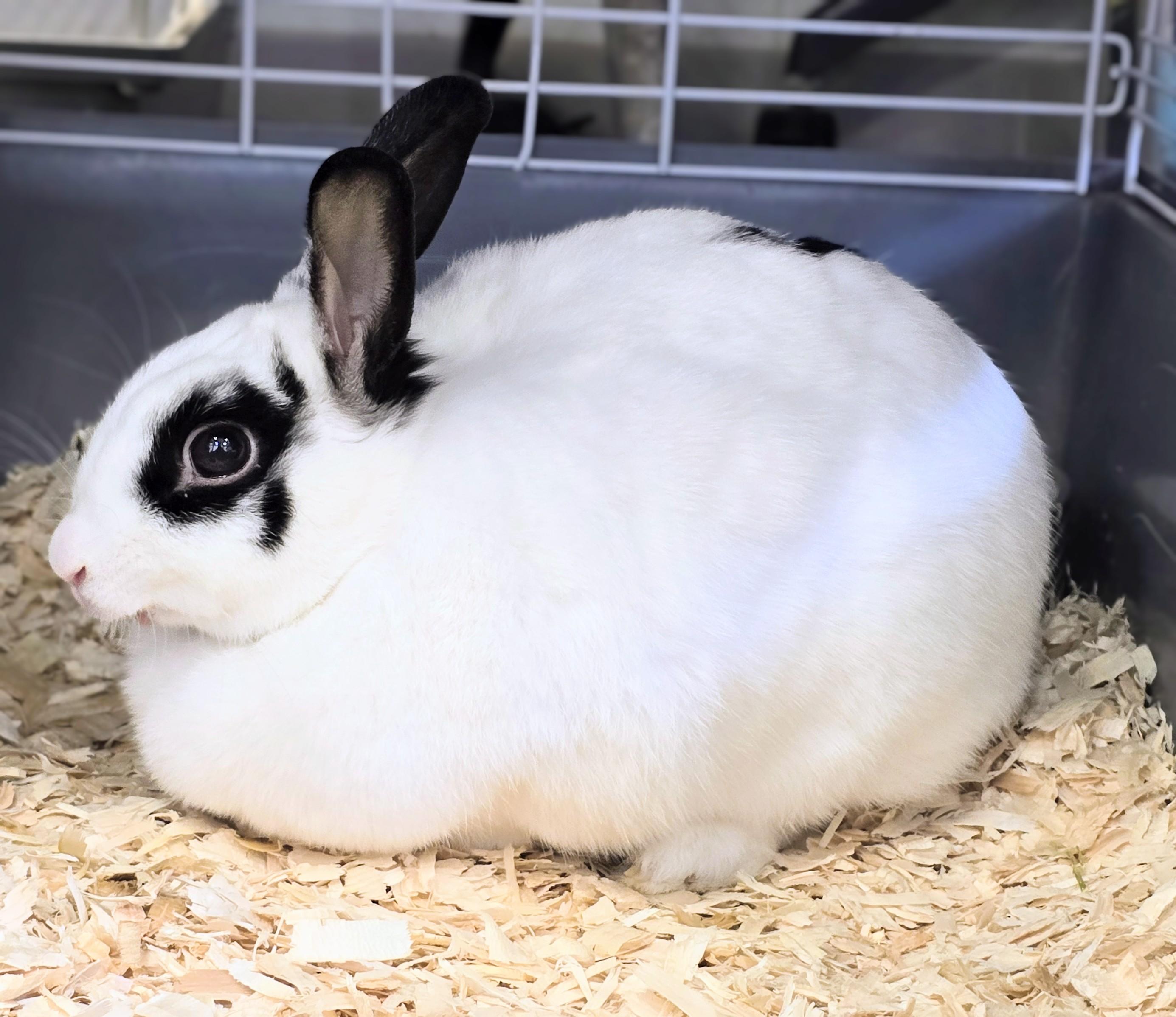 Enlarge -157 Dolly, a Adoptable American in Amityville, NY image 6/6