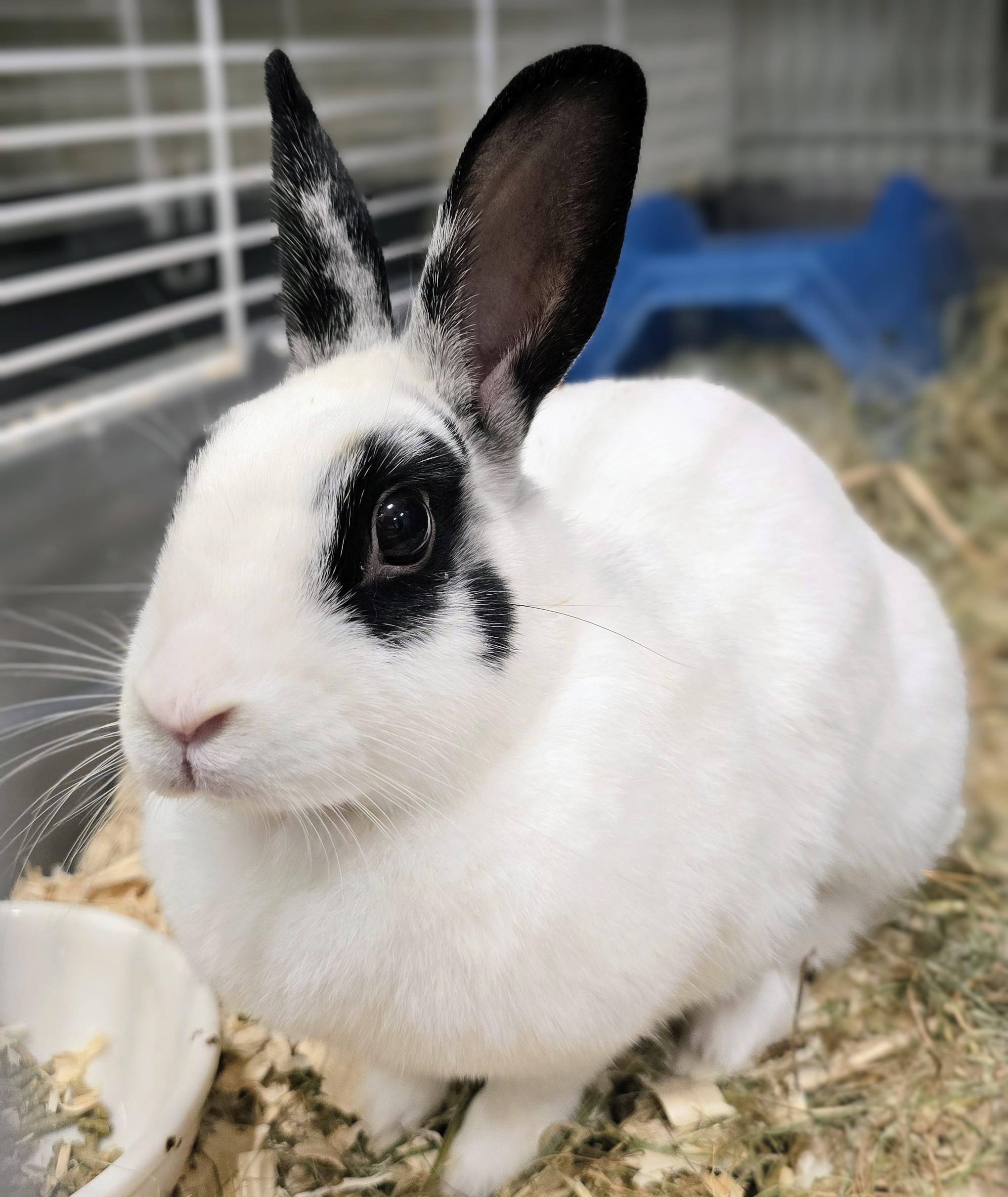 -157 Dolly, Adoptable, Adult Female American.