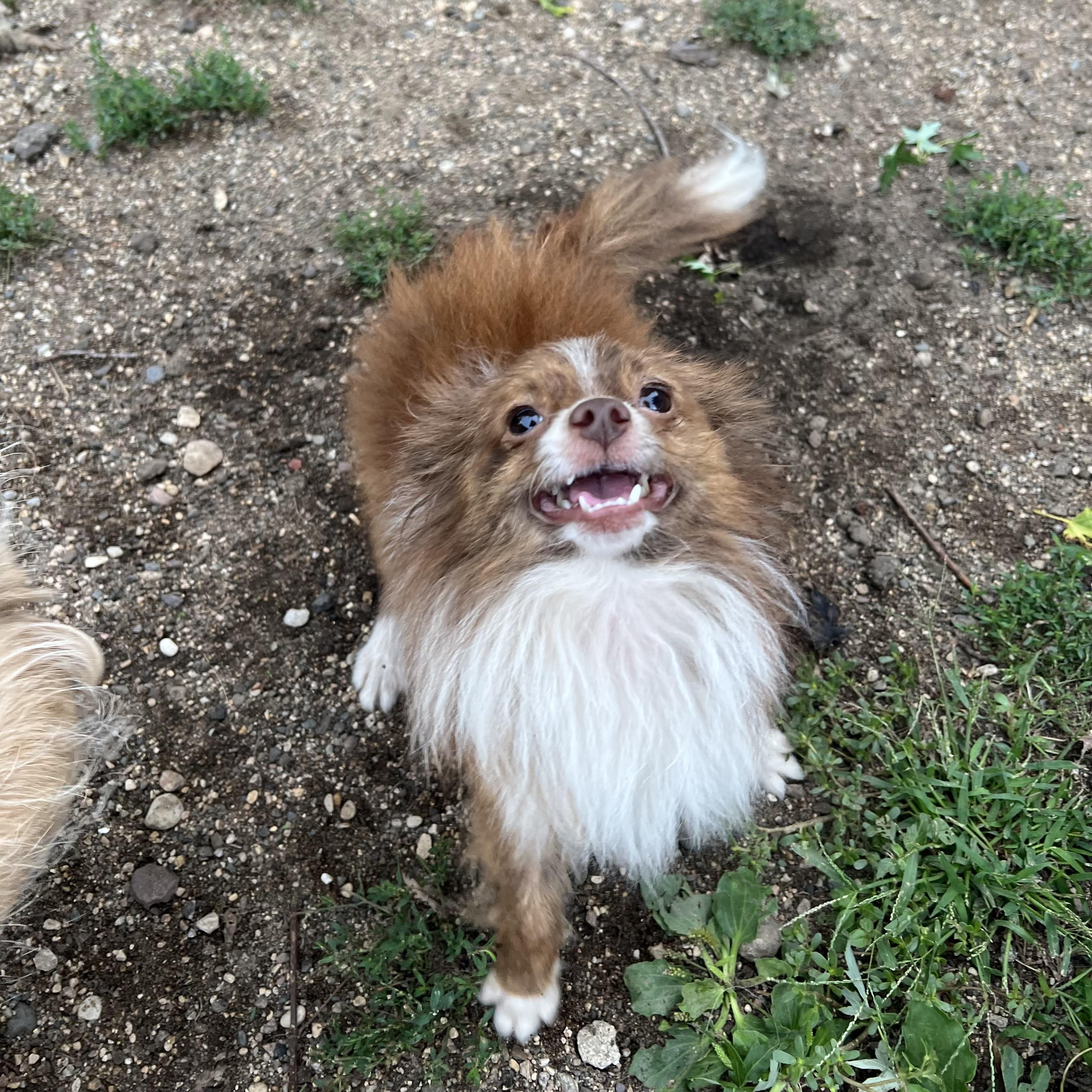 Tintin - NO FEE (Sponsored by Hawkins Chevrolet), Adopted, Adult Male Chihuahua & Pomeranian.