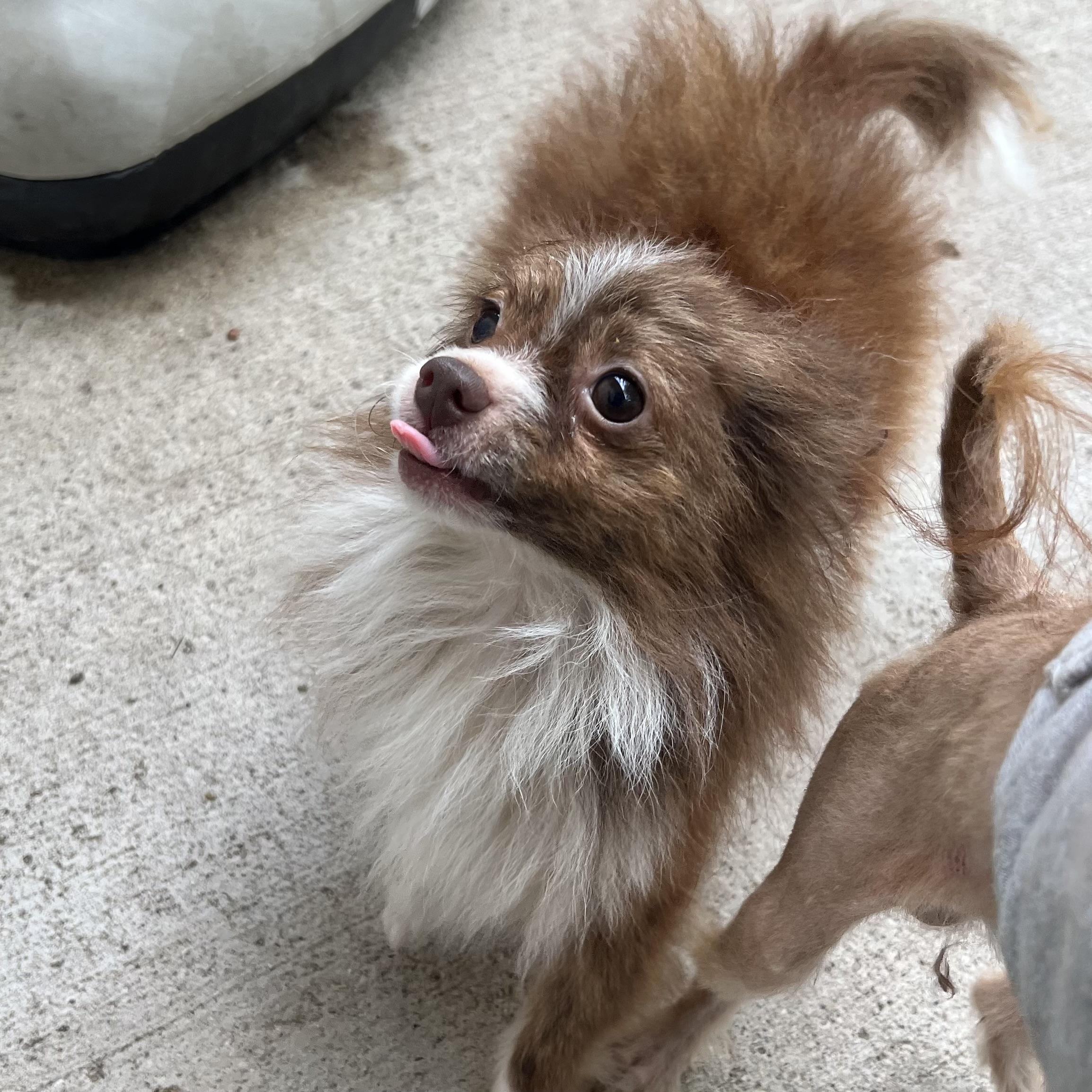 Enlarge Tintin - NO FEE (Sponsored by Hawkins Chevrolet), a Adopted mixed breed in Fairmont, MN image 5/6