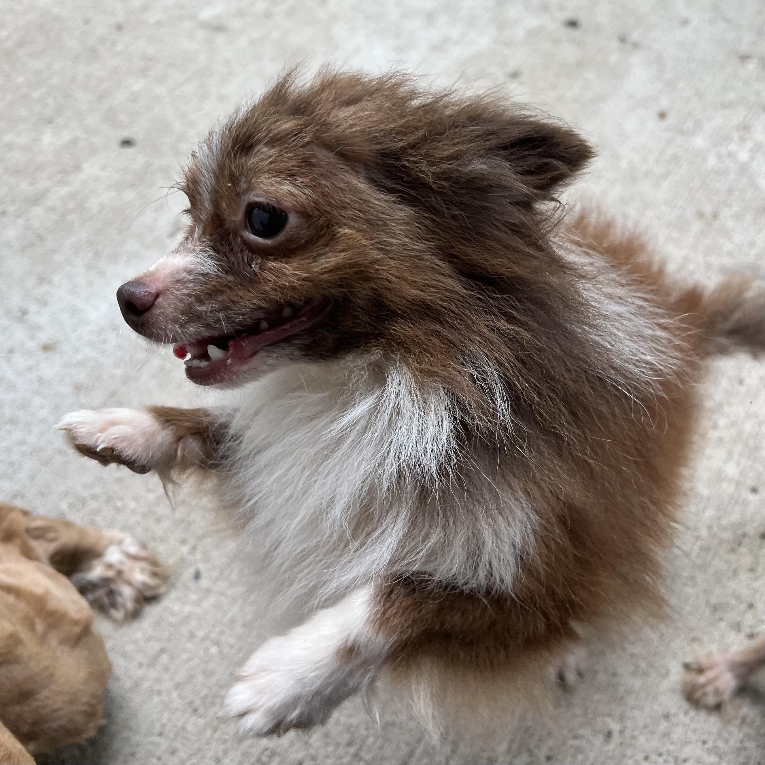 Enlarge Tintin - NO FEE (Sponsored by Hawkins Chevrolet), a Adopted mixed breed in Fairmont, MN image 6/6