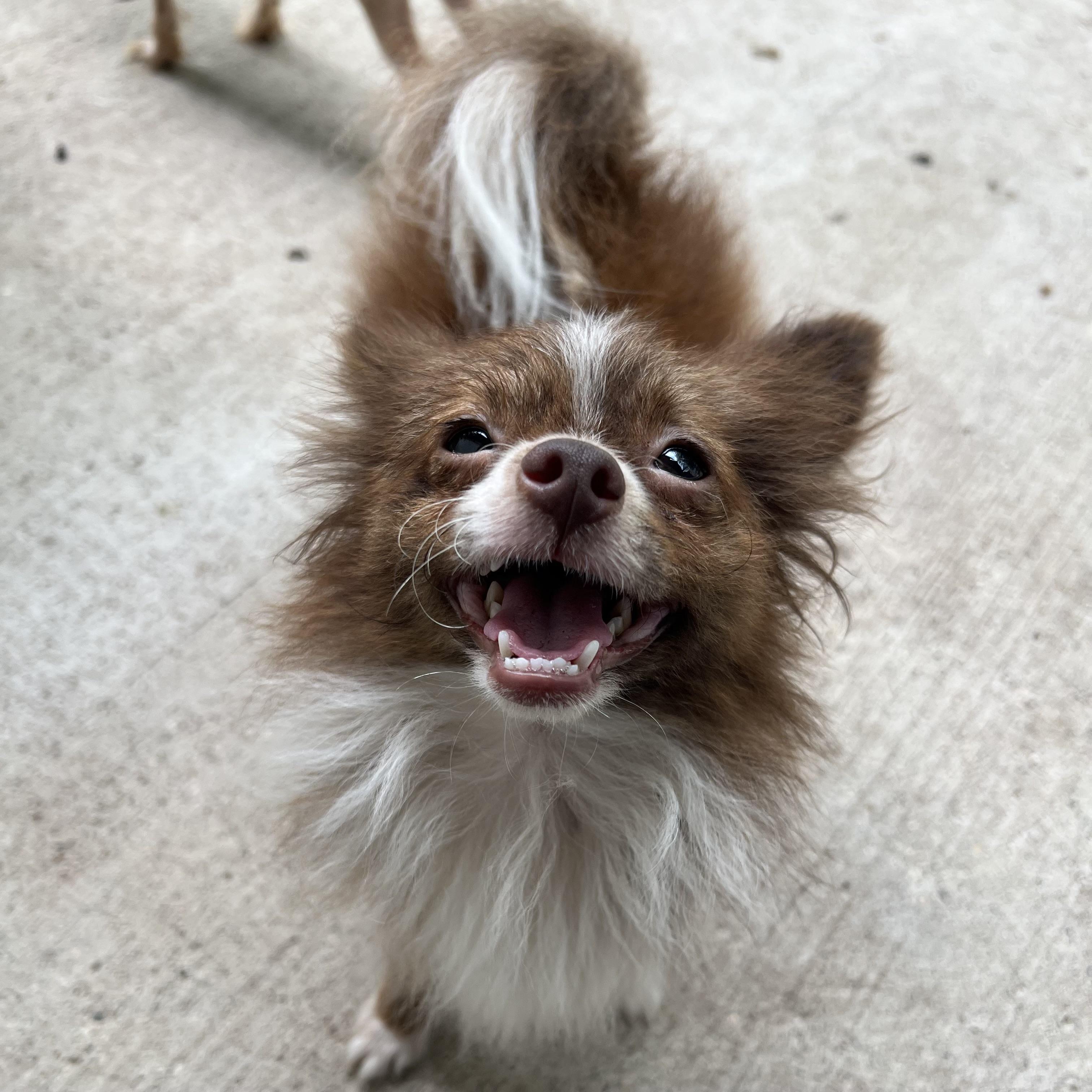 Enlarge Tintin - NO FEE (Sponsored by Hawkins Chevrolet), a Adopted mixed breed in Fairmont, MN image 4/6