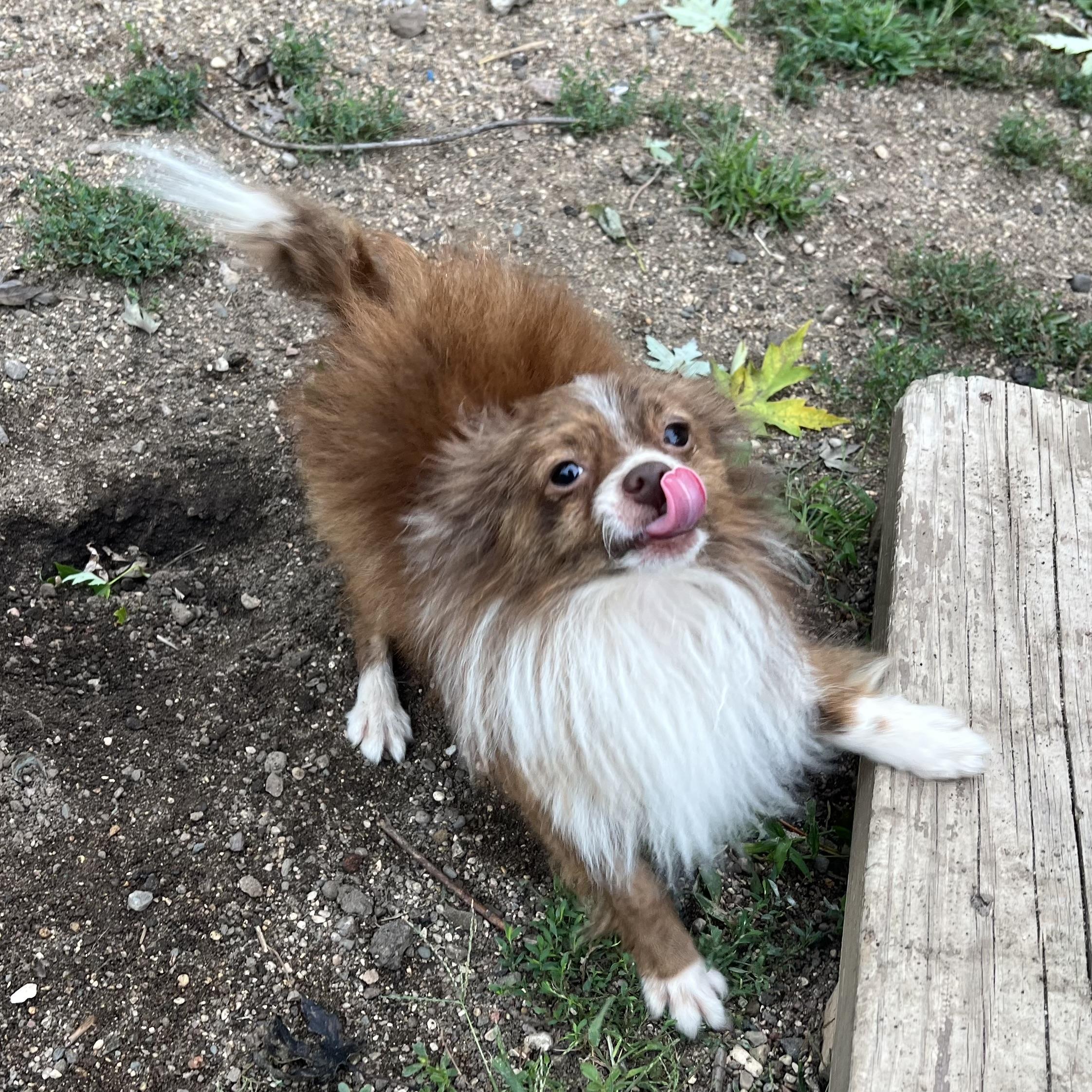 Enlarge Tintin - NO FEE (Sponsored by Hawkins Chevrolet), a Adopted mixed breed in Fairmont, MN image 2/6