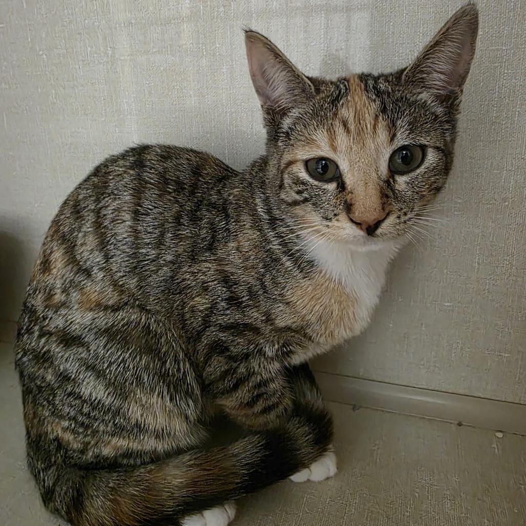 Enlarge Misty, a Adoptable Domestic Short Hair in Watertown, NY image 1/1