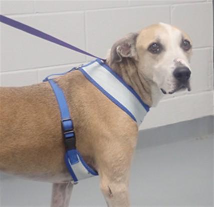 Enlarge TOBY, a Adoptable Mixed Breed in Saint Cloud, FL image 1/1