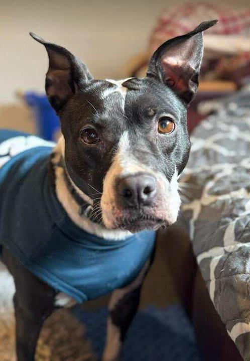 Minnie Winnie (3 Years Old), ADOPTABLE, Adult Female Pit Bull Terrier.