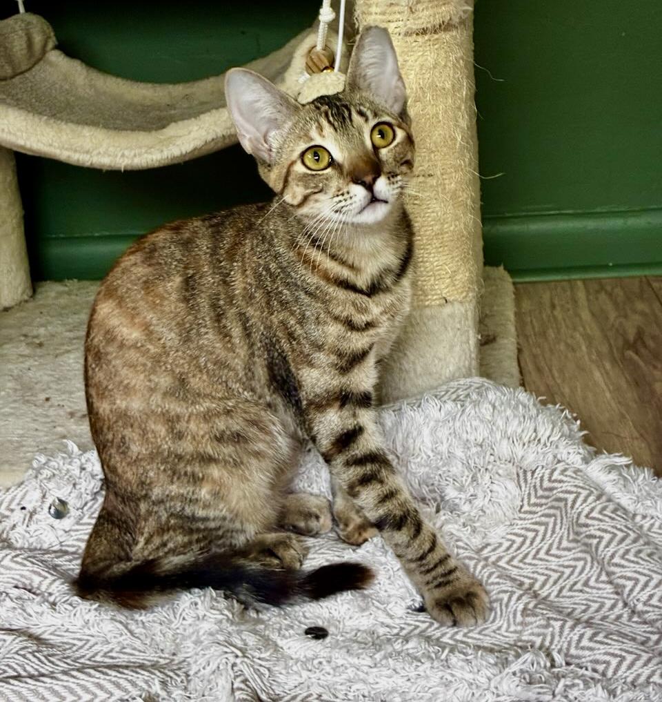 Enlarge Carmella & Taffy BONDED, a Adoptable mixed breed in Sanbornville, NH image 5/6