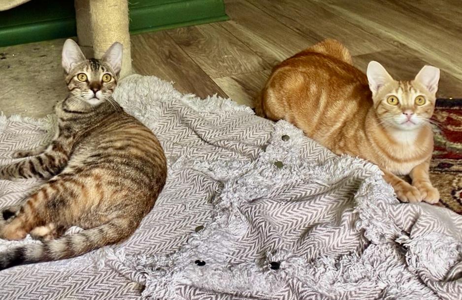 Enlarge Carmella & Taffy BONDED, a Adoptable mixed breed in Sanbornville, NH image 2/6