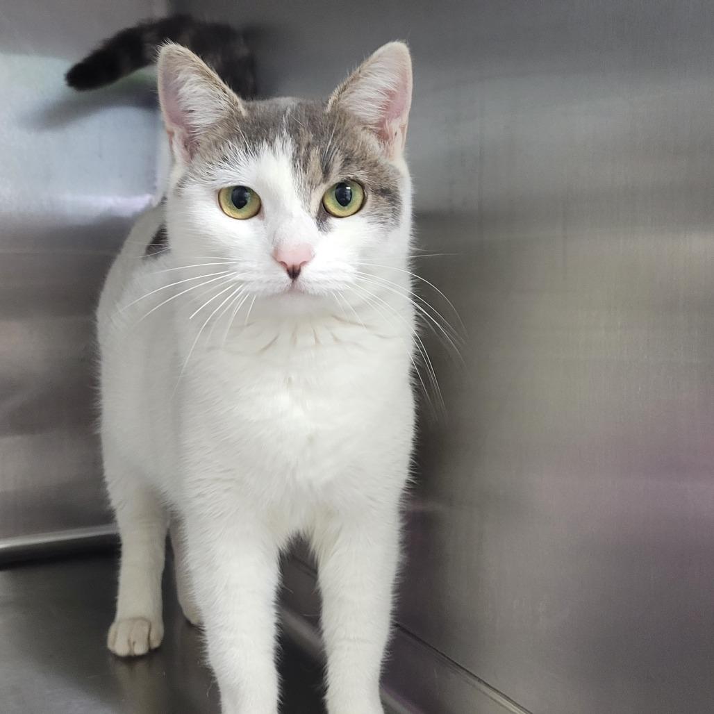 MerCat, Adoptable, Young Female Domestic Short Hair.