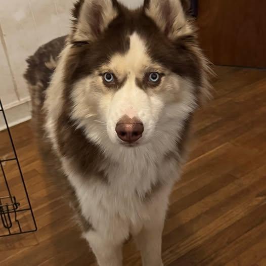 Blu, Adoptable, Adult Male Siberian Husky.