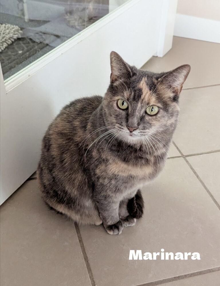 Marinara, Adoptable, Adult Female Domestic Short Hair.