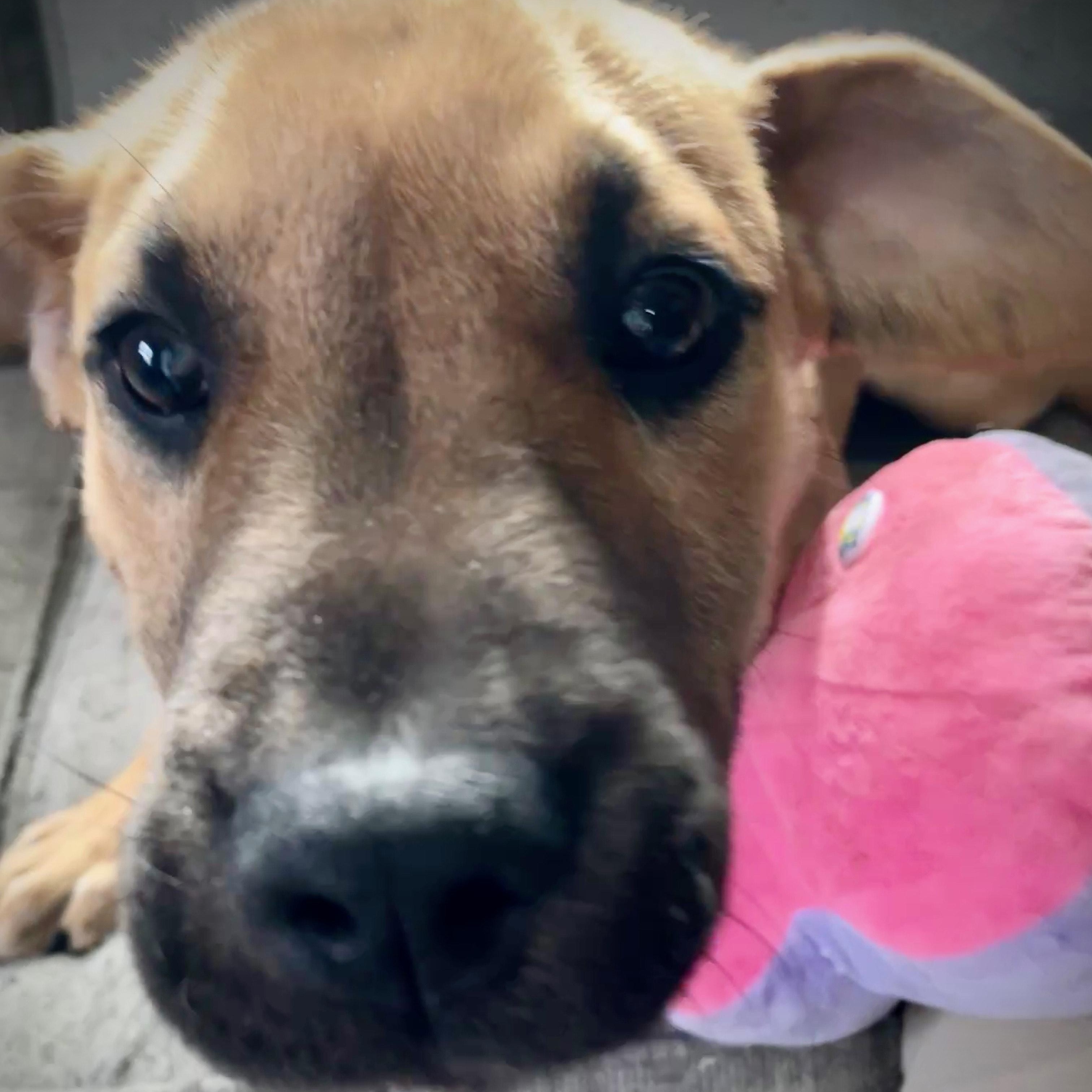 Enlarge Goose, a Adoptable mixed breed in Salem, MO image 2/5