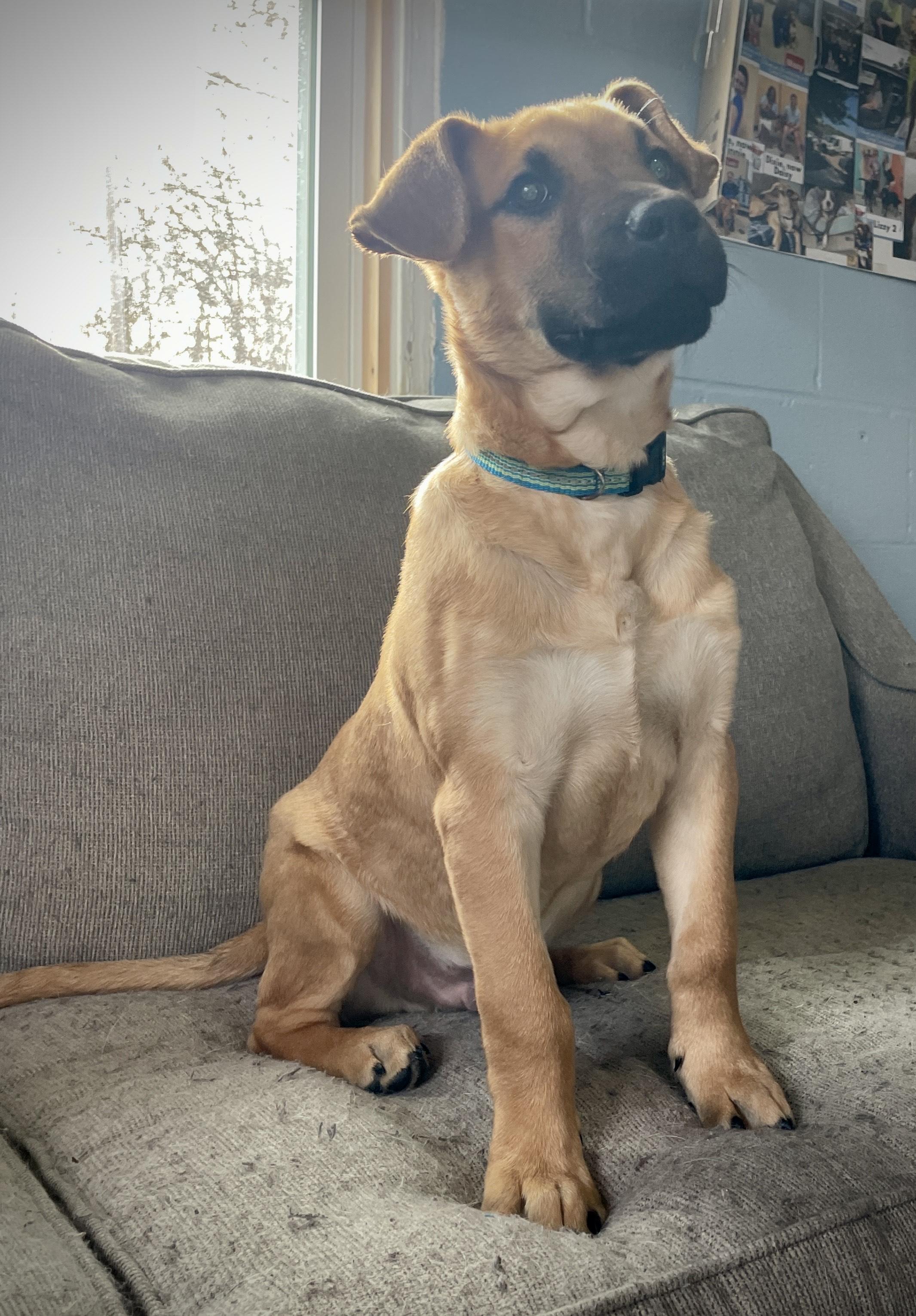 Enlarge Goose, a Adoptable mixed breed in Salem, MO image 3/5