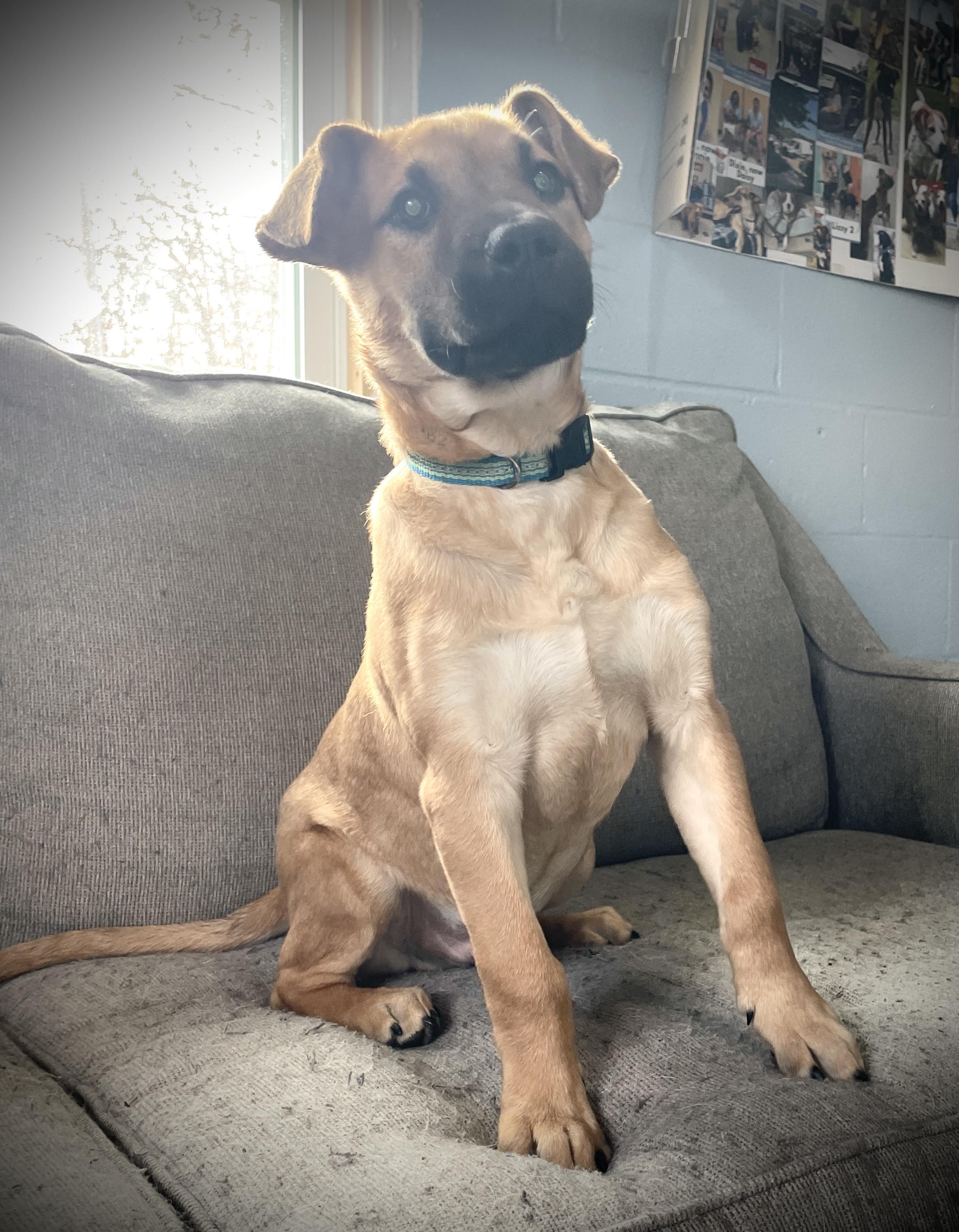 Enlarge Goose, a Adoptable mixed breed in Salem, MO image 1/5