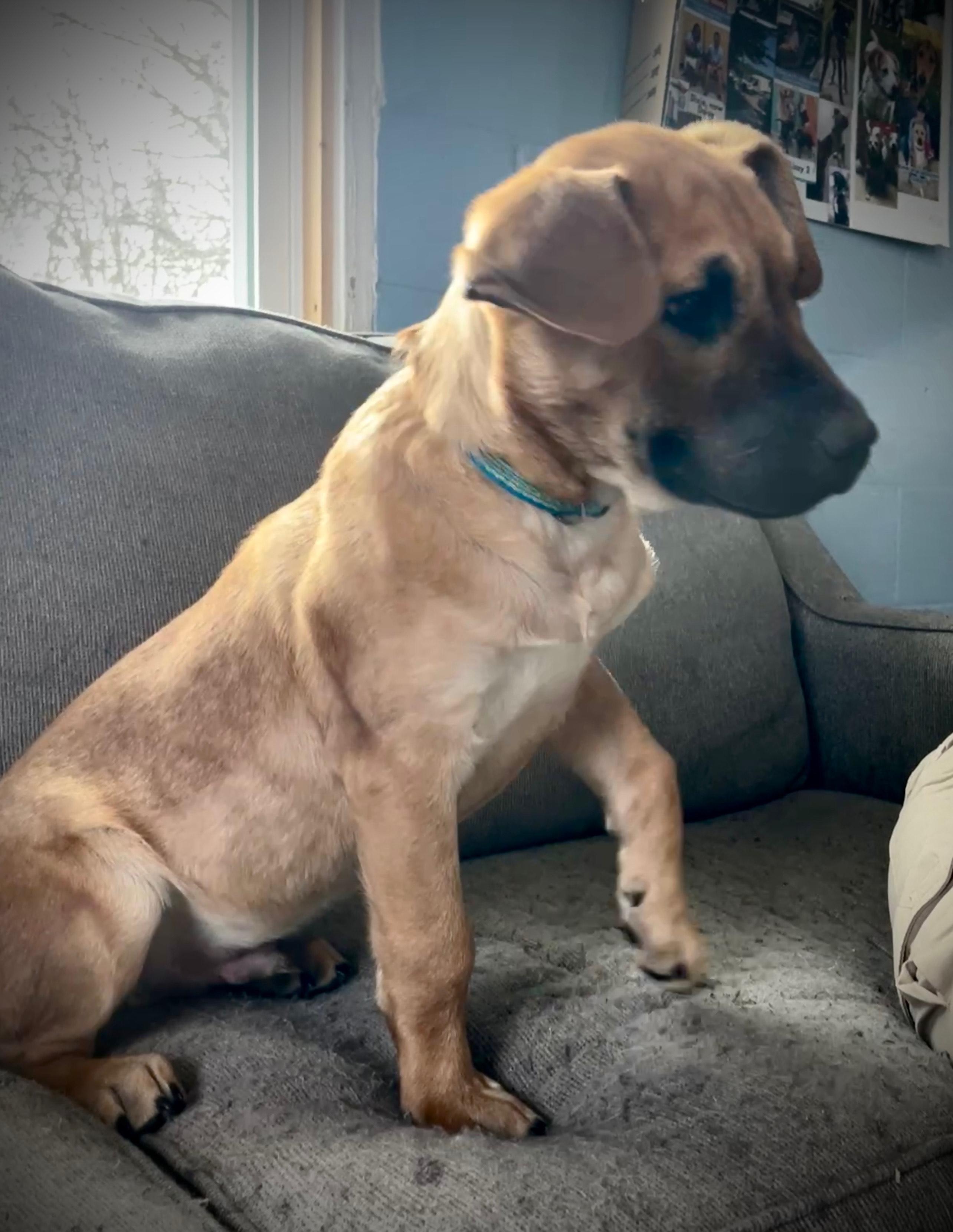 Enlarge Goose, a Adoptable mixed breed in Salem, MO image 4/5