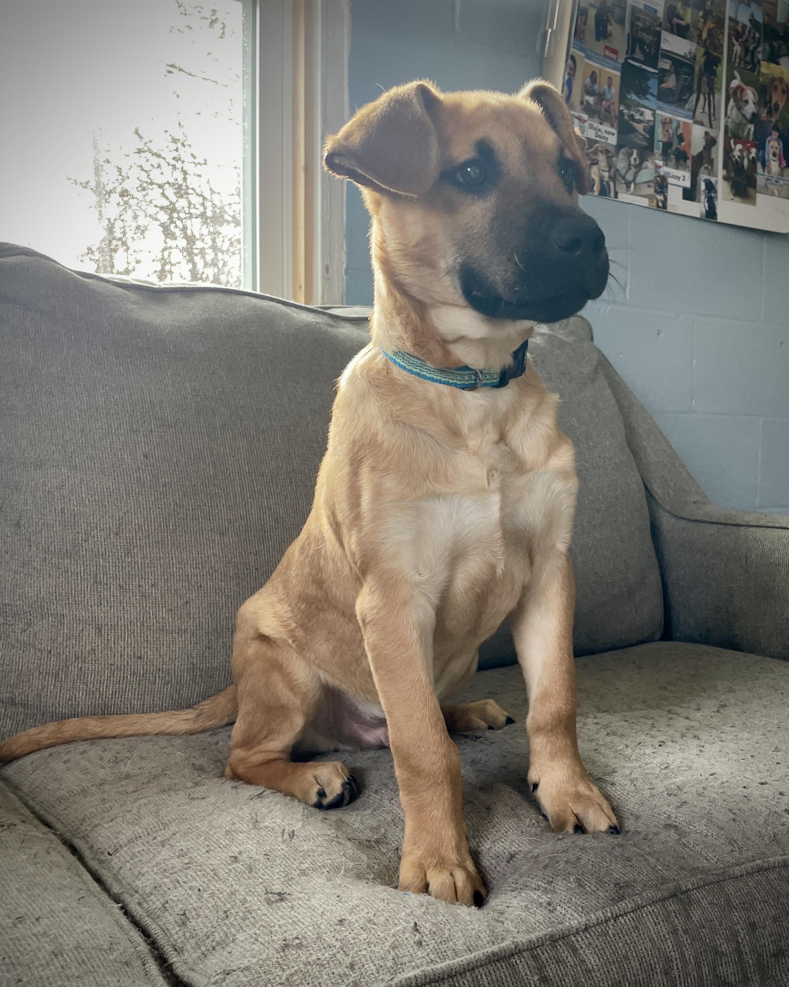 Enlarge Goose, a Adoptable mixed breed in Salem, MO image 5/5