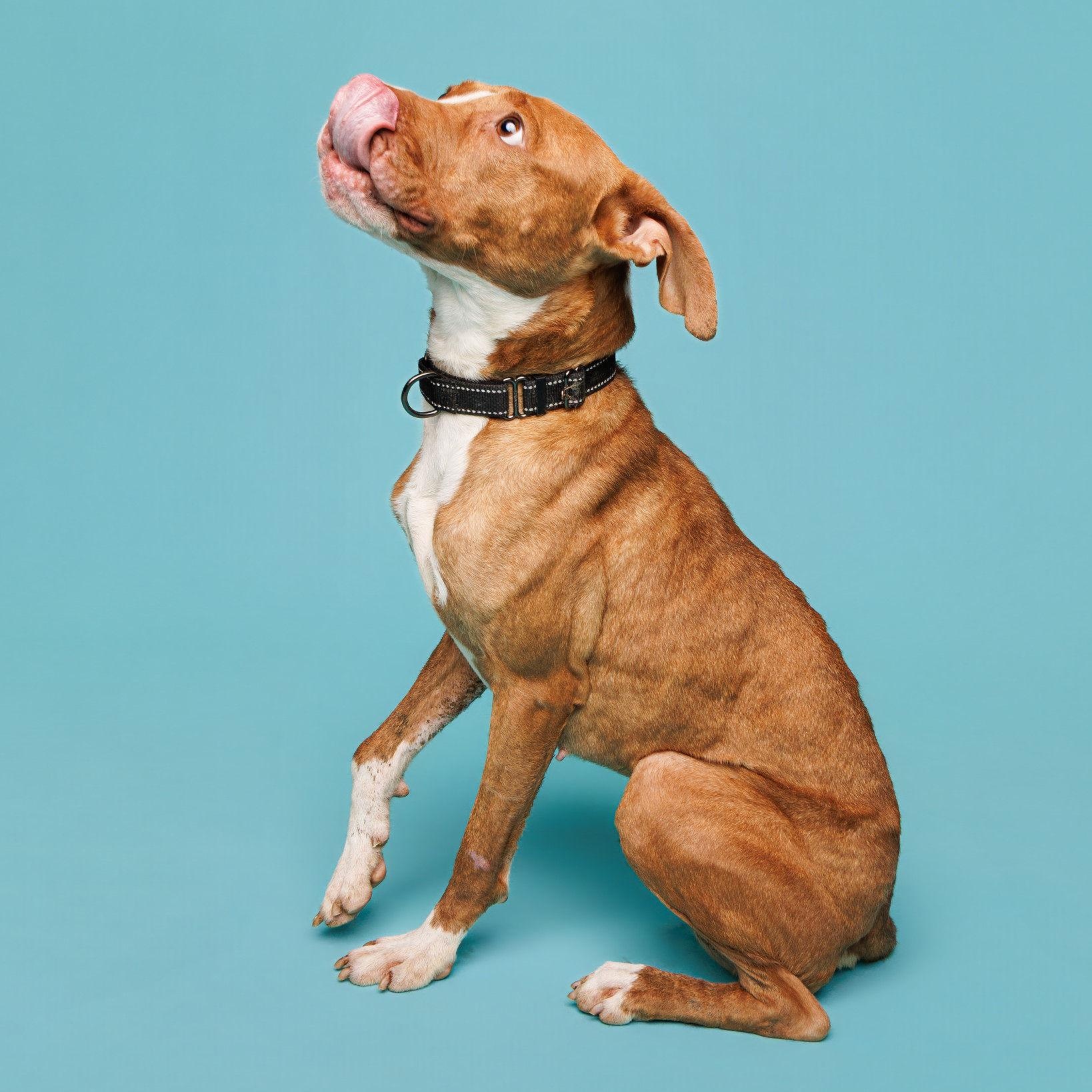 Eliza, a Adoptable mixed breed in Waterloo, IA image 2/5