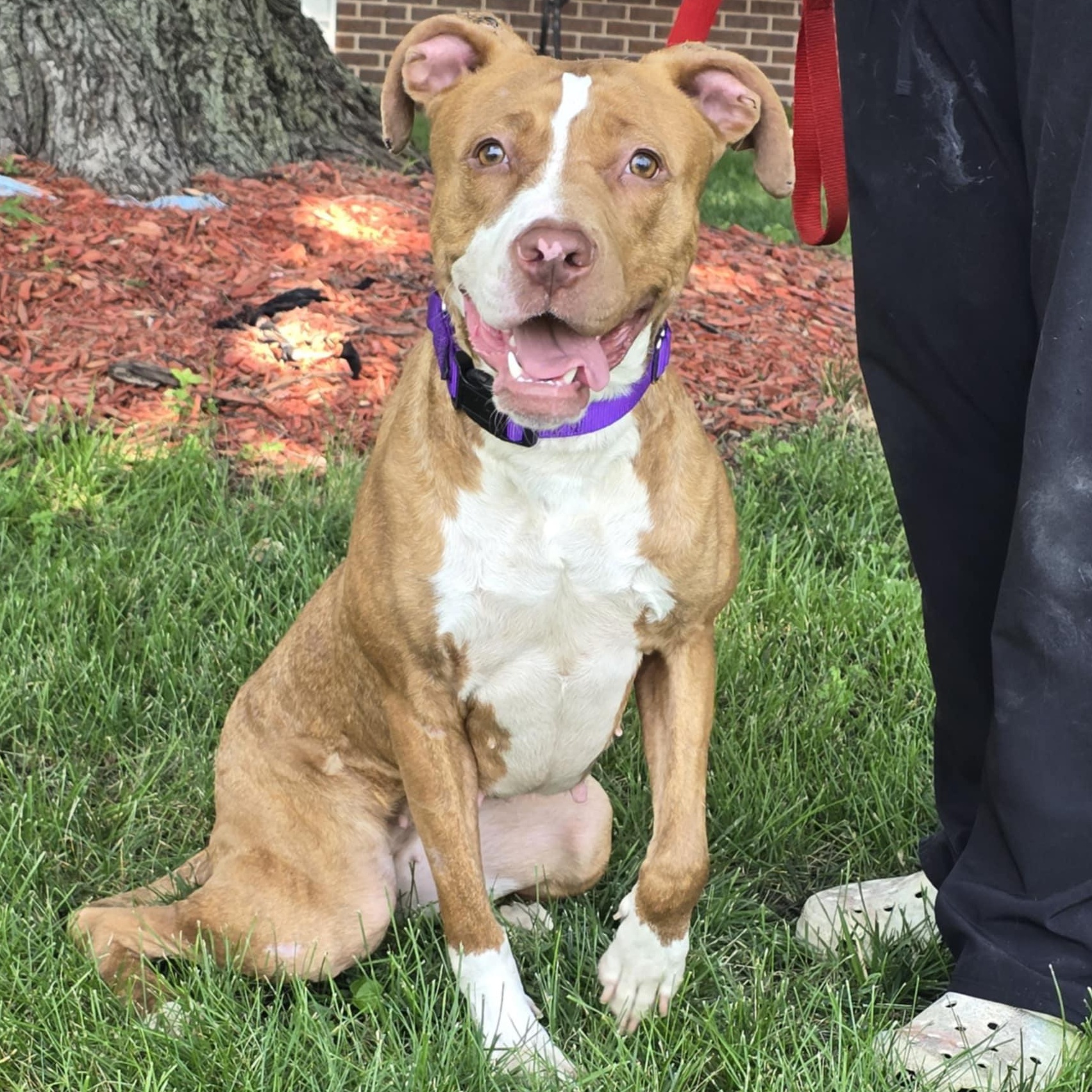 Eliza, Adoptable, Adult Female Pit Bull Terrier.