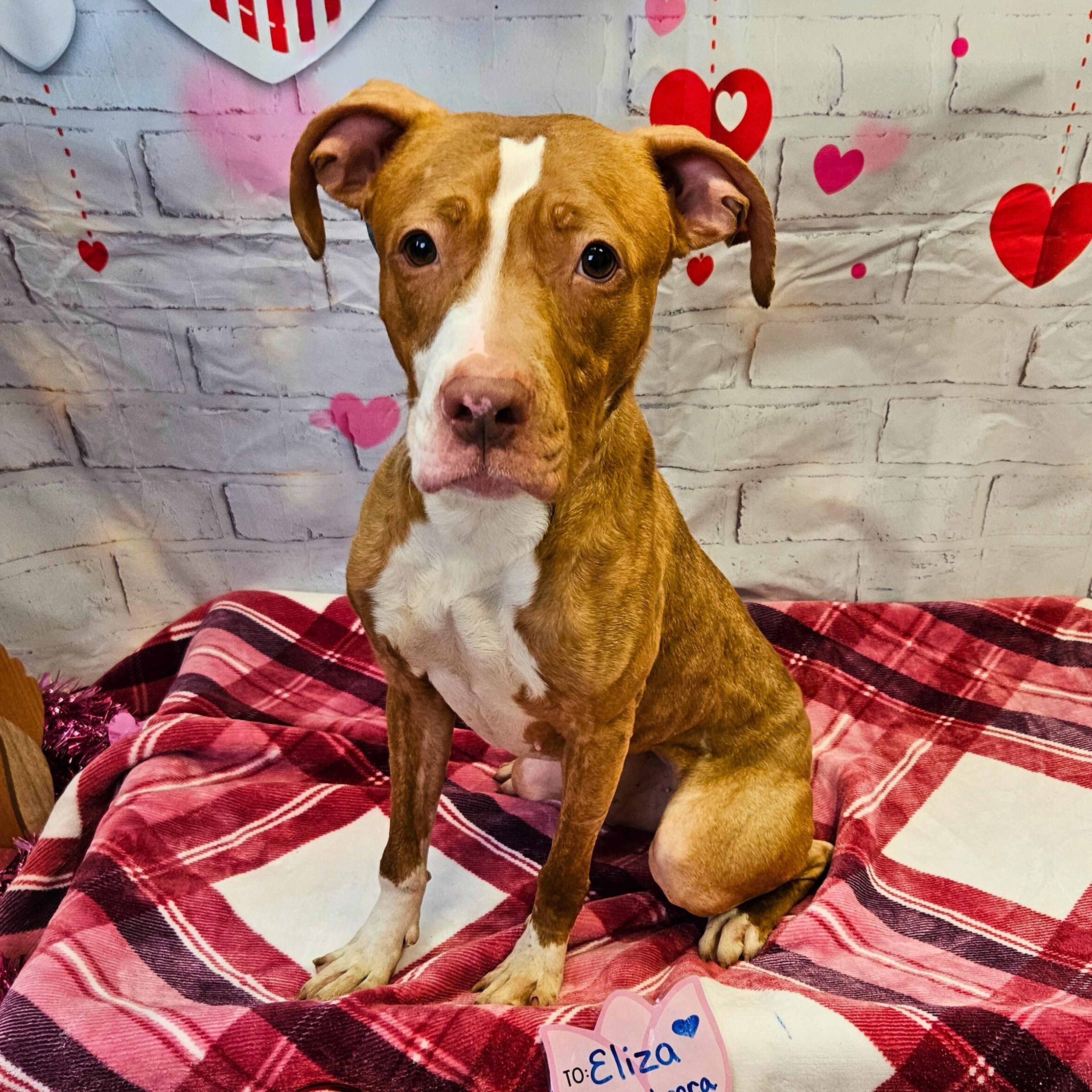 Eliza, Adoptable, Adult Female Pit Bull Terrier.