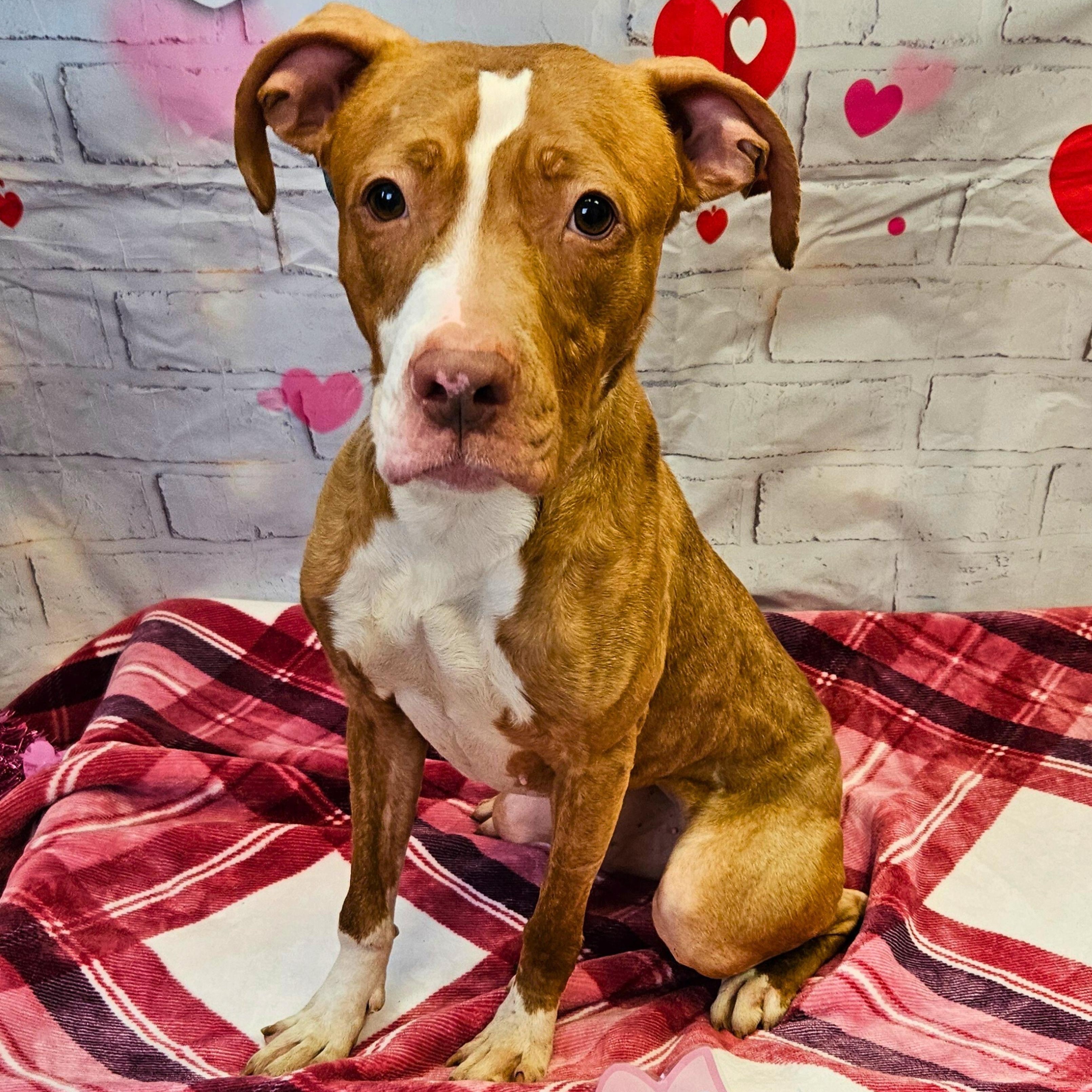 Eliza, a Adoptable mixed breed in Waterloo, IA image 4/5