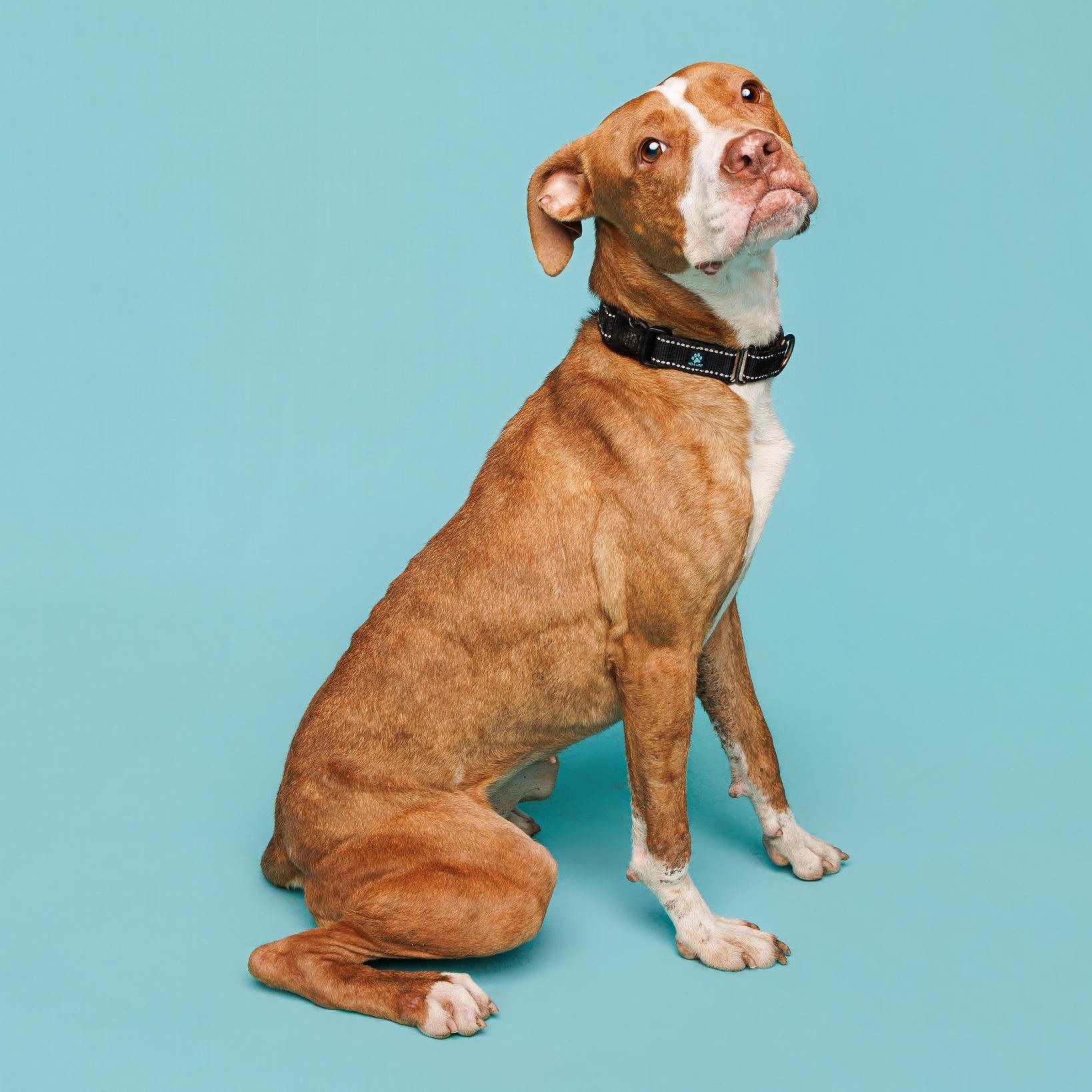 Eliza, a Adoptable mixed breed in Waterloo, IA image 1/5