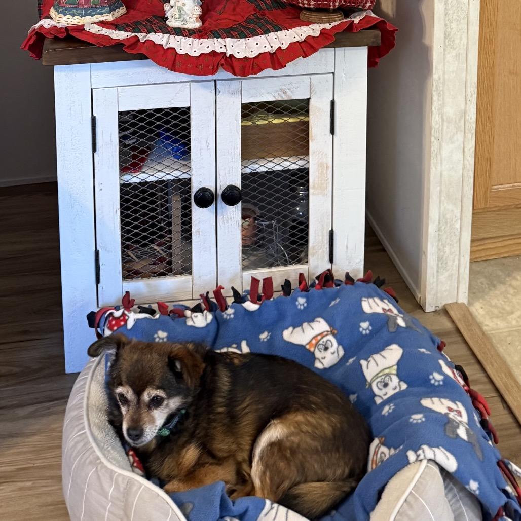 Eskimo, Adoptable, Senior Male Chihuahua.