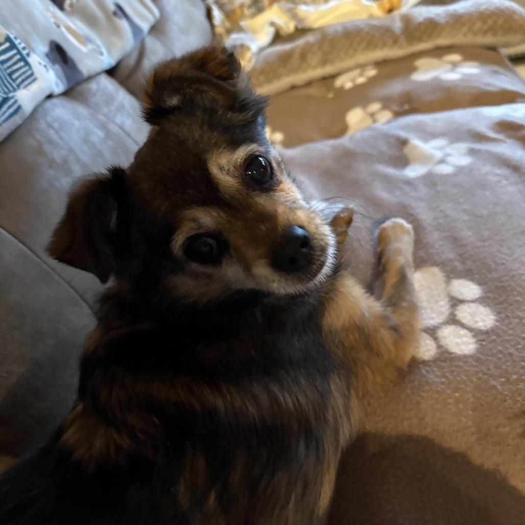 Enlarge Eskimo, a Adoptable Chihuahua in Fond Du Lac, WI image 2/5