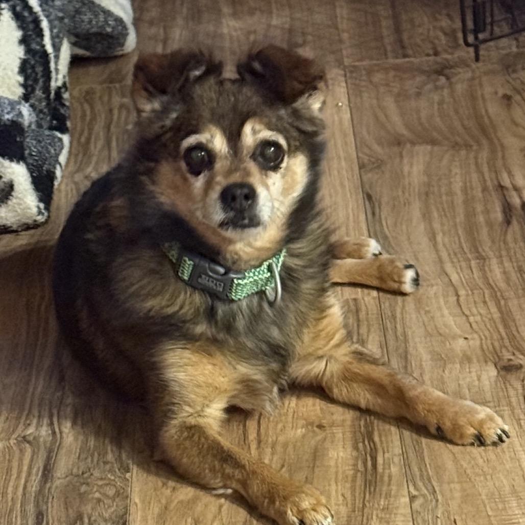 Enlarge Eskimo, a Adoptable Chihuahua in Fond Du Lac, WI image 3/5