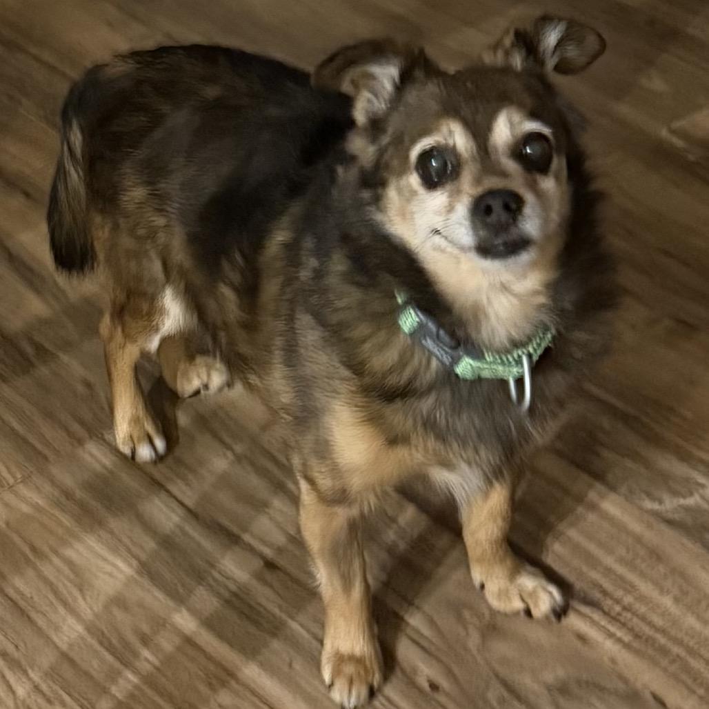 Enlarge Eskimo, a Adoptable Chihuahua in Fond Du Lac, WI image 4/5