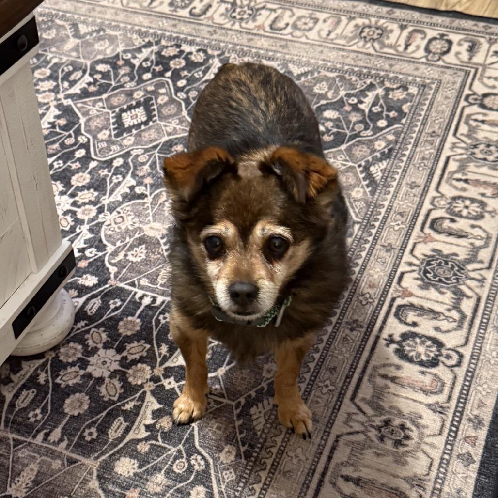 Enlarge Eskimo, a Adoptable Chihuahua in Fond Du Lac, WI image 5/5