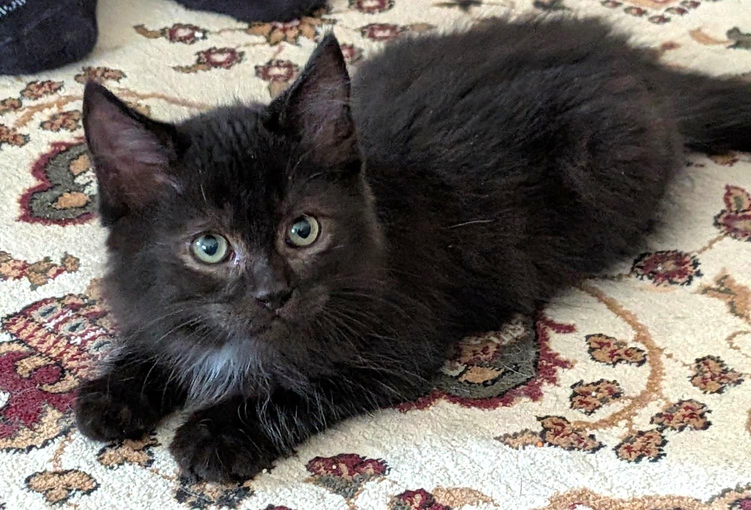 Enlarge Coal & Cinder, a Adoptable Domestic Medium Hair in Stoney Creek, ON image 6/6