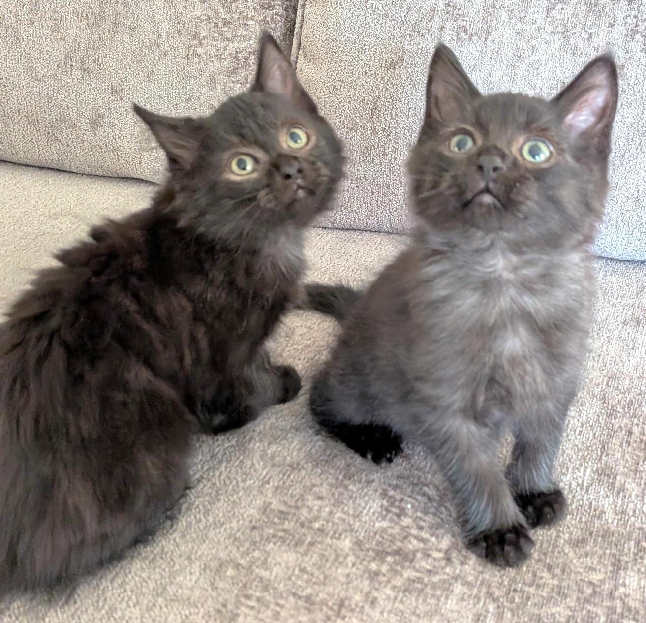 Enlarge Coal & Cinder, a Adoptable Domestic Medium Hair in Stoney Creek, ON image 1/6