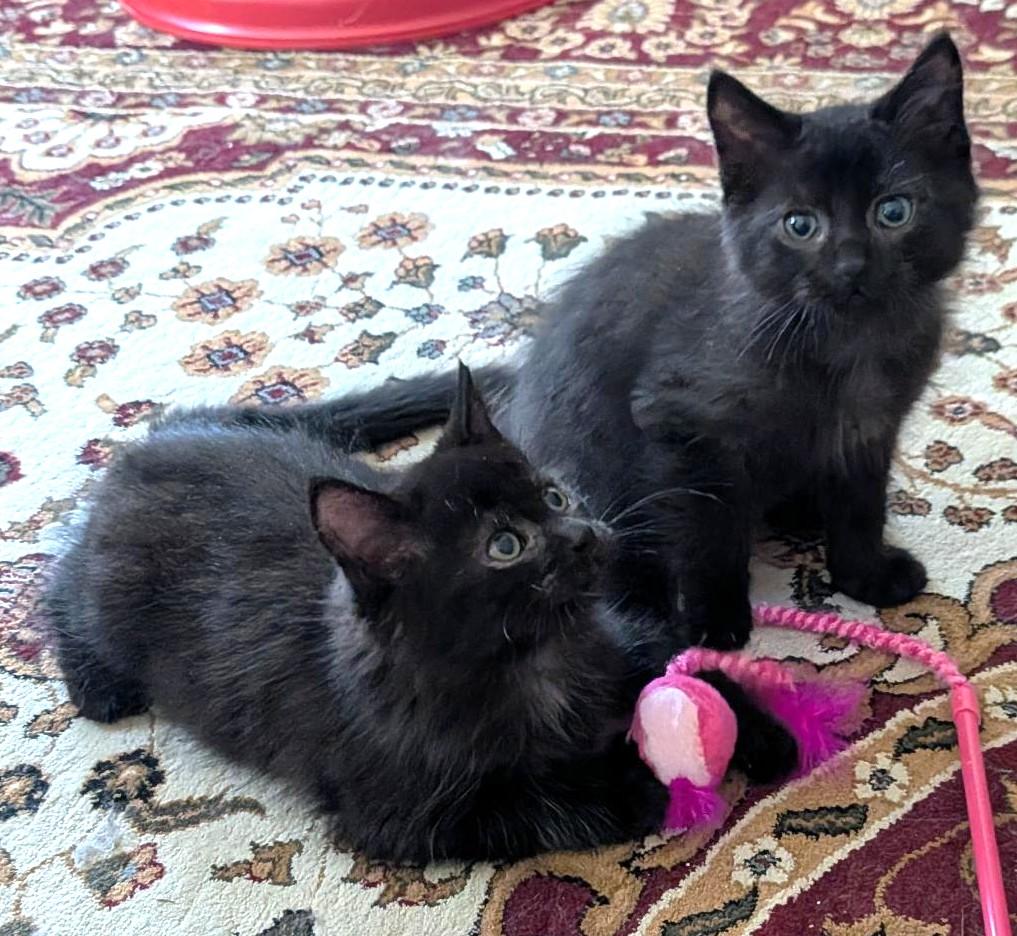 Enlarge Coal & Cinder, a Adoptable Domestic Medium Hair in Stoney Creek, ON image 5/6