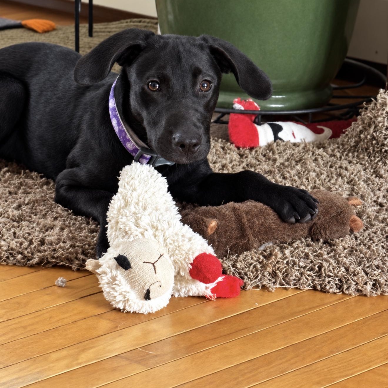 Enlarge Mischief, a Adopted mixed breed in Copiague, NY image 1/2