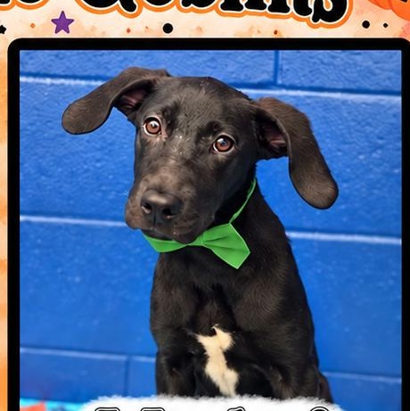 Enlarge Mischief, a Adopted mixed breed in Copiague, NY image 2/2
