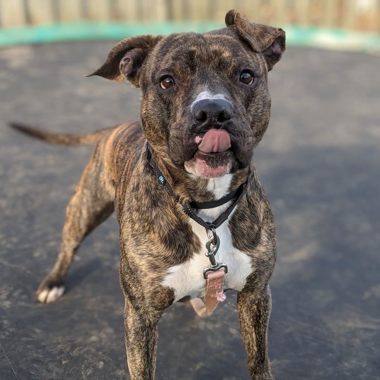 Lafayette (adopt or foster-to-adopt), a Adoptable Pit Bull Terrier in Rochester, NY image 1/8
