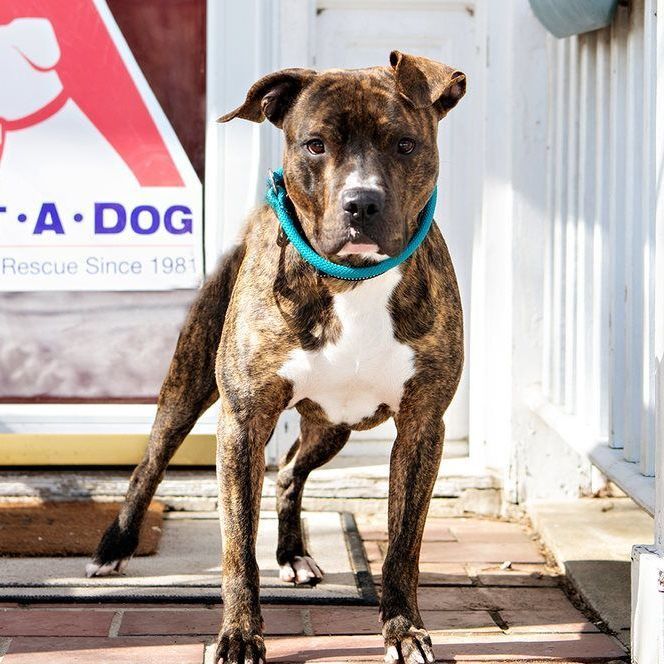 Lafayette (adopt or foster-to-adopt), a Adoptable Pit Bull Terrier in Rochester, NY image 2/8