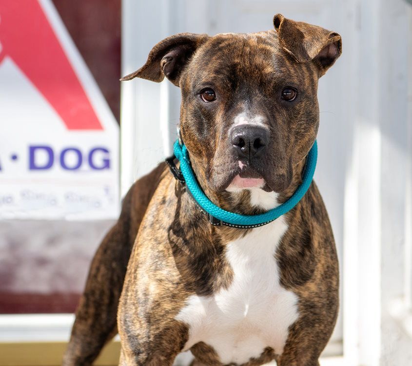 Lafayette (adopt or foster-to-adopt), a Adoptable Pit Bull Terrier in Rochester, NY image 3/8