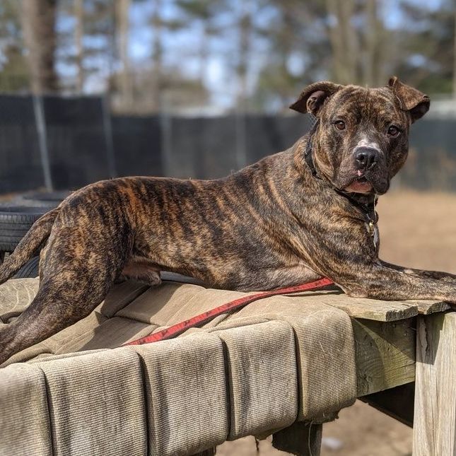 Lafayette (adopt or foster-to-adopt), a Adoptable Pit Bull Terrier in Rochester, NY image 4/8