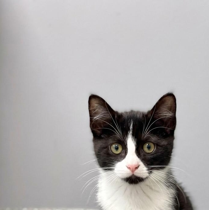 Enlarge Domino, a Adoptable Domestic Short Hair in Minooka, IL image 2/3