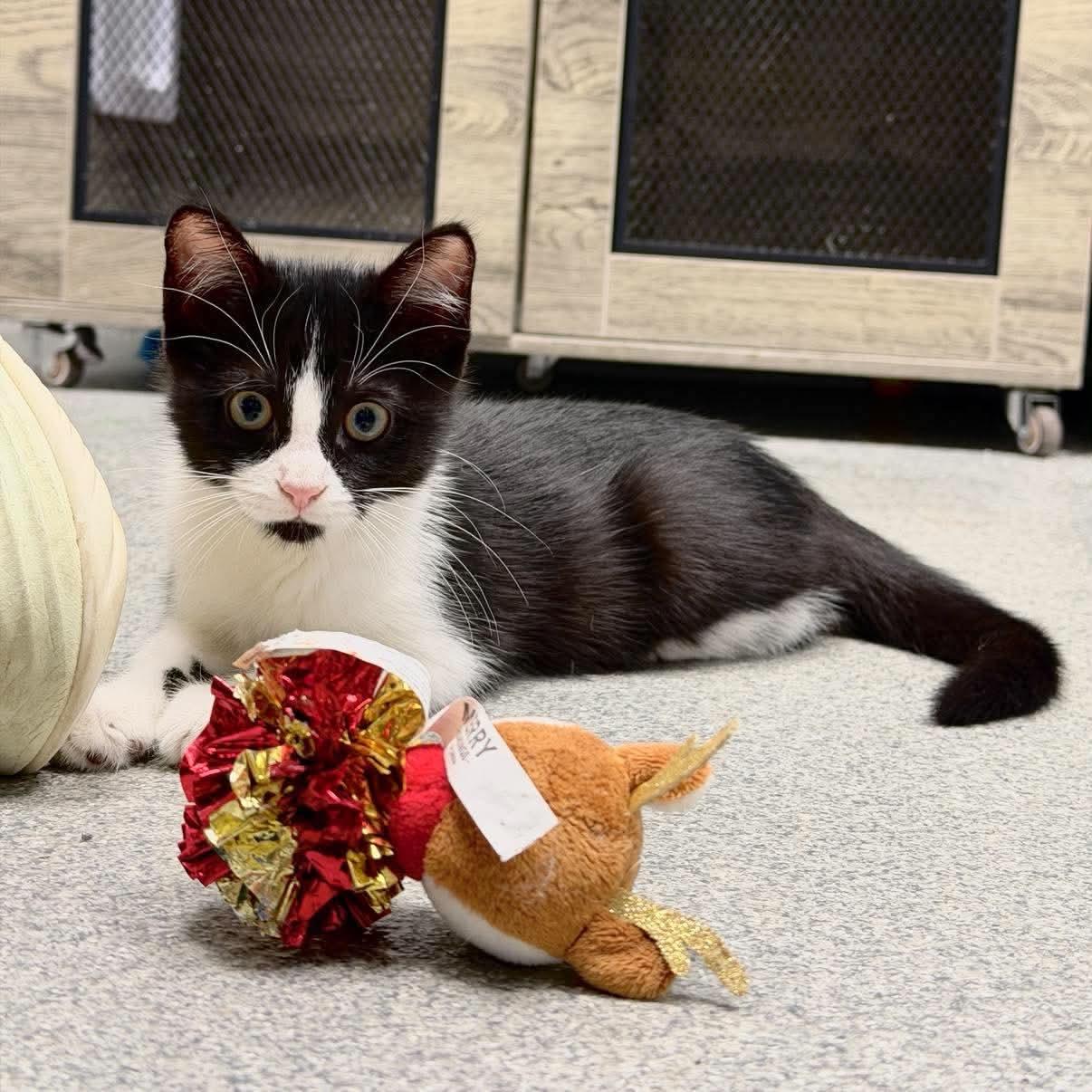 Enlarge Domino, a Adoptable Domestic Short Hair in Minooka, IL image 3/3