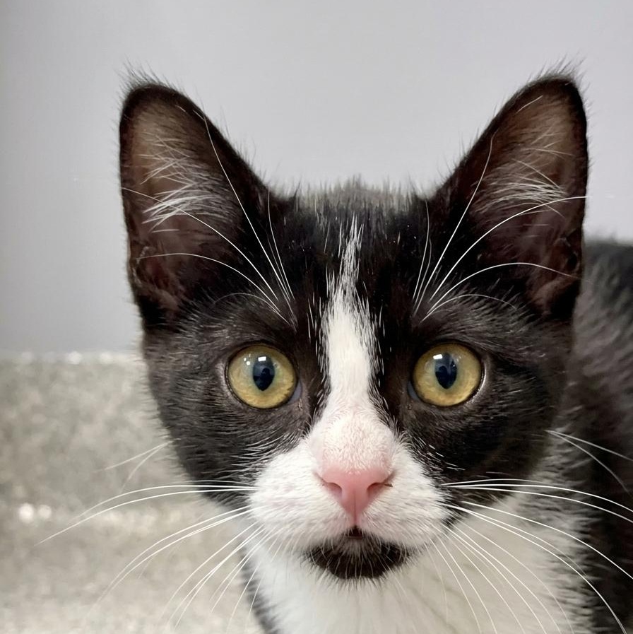 Domino, Adoptable, Kitten Female Domestic Short Hair.