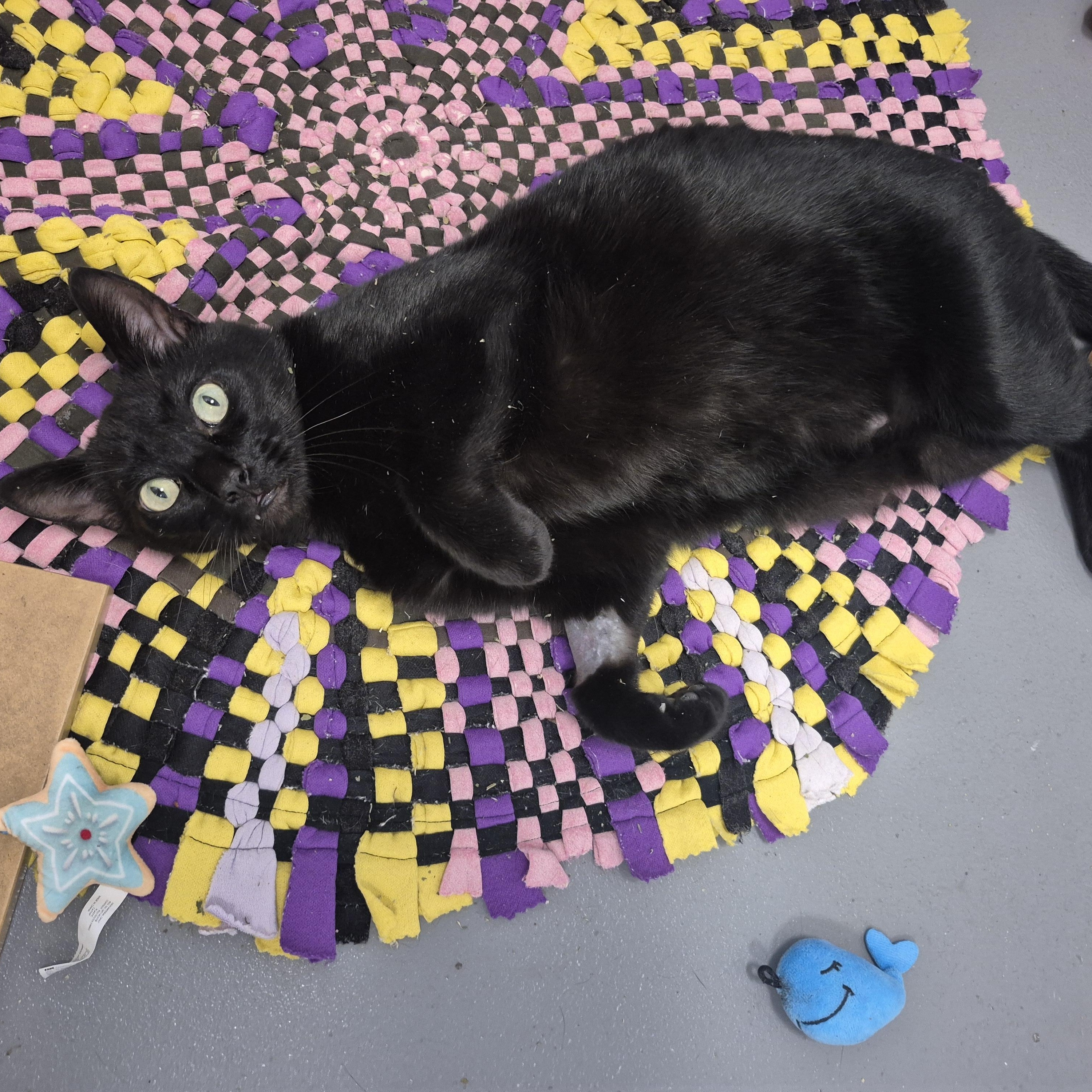 Evan, a Adoptable Domestic Short Hair in New Westminster, BC image 1/3