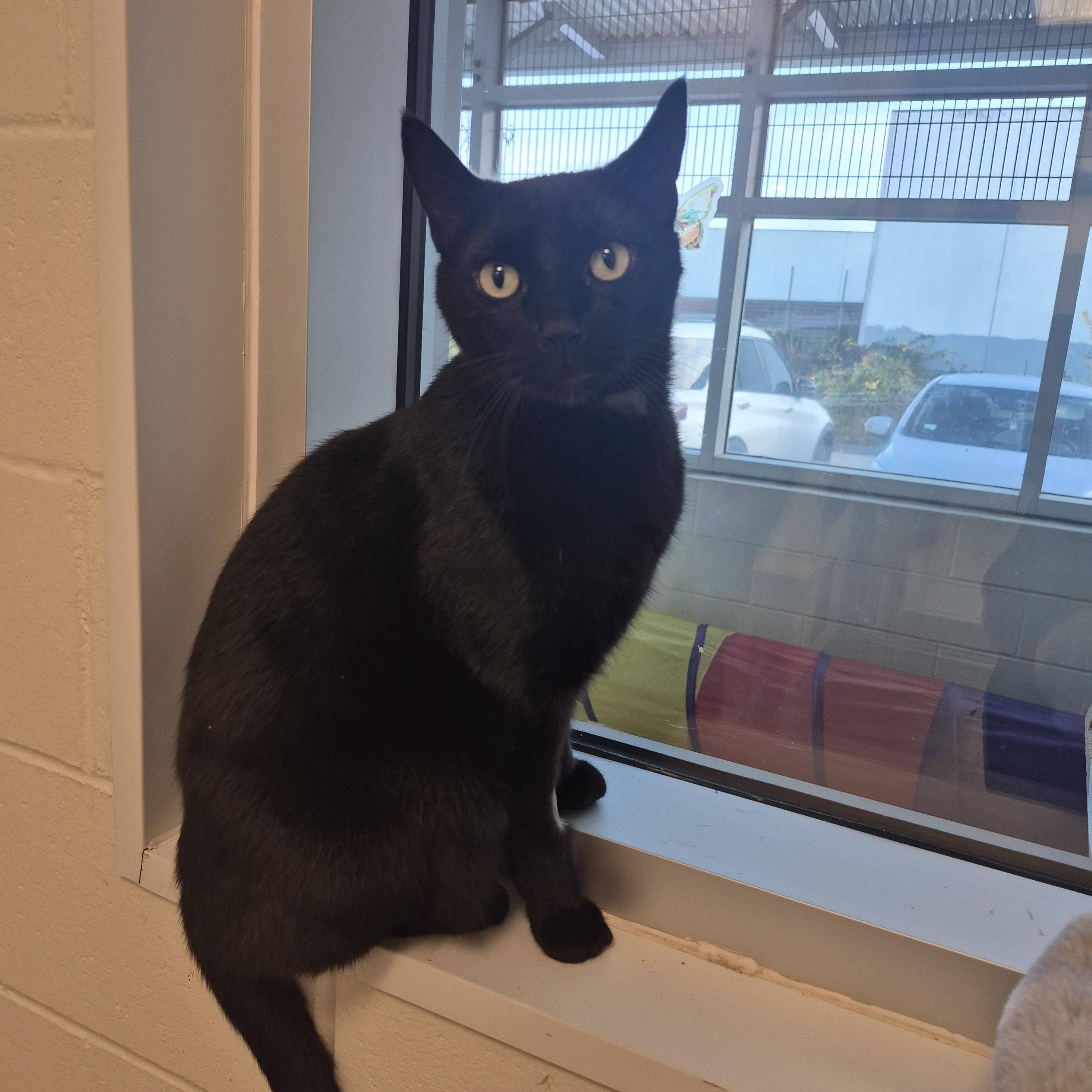 Evan, a Adoptable Domestic Short Hair in New Westminster, BC image 2/3