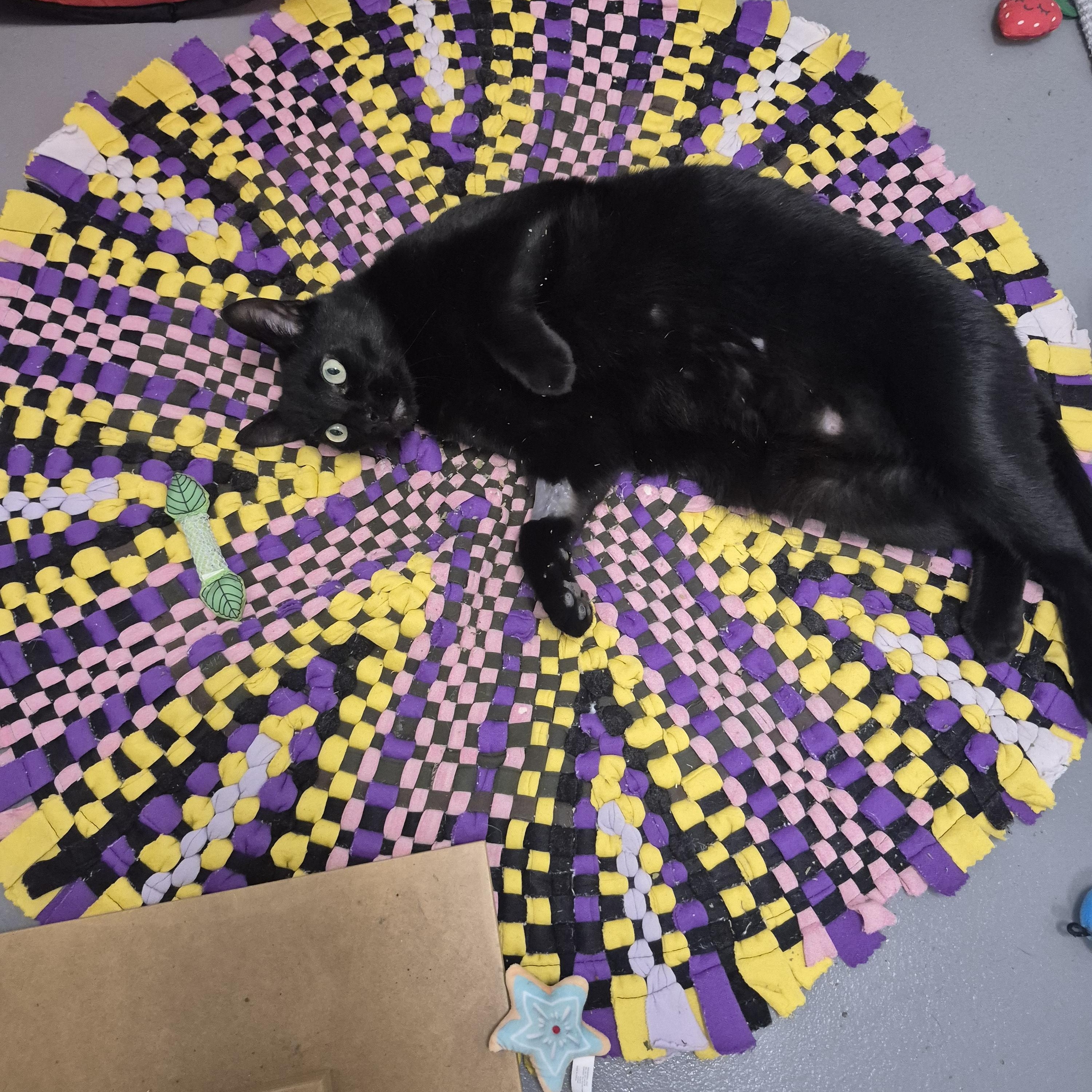 Evan, a Adoptable Domestic Short Hair in New Westminster, BC image 3/3