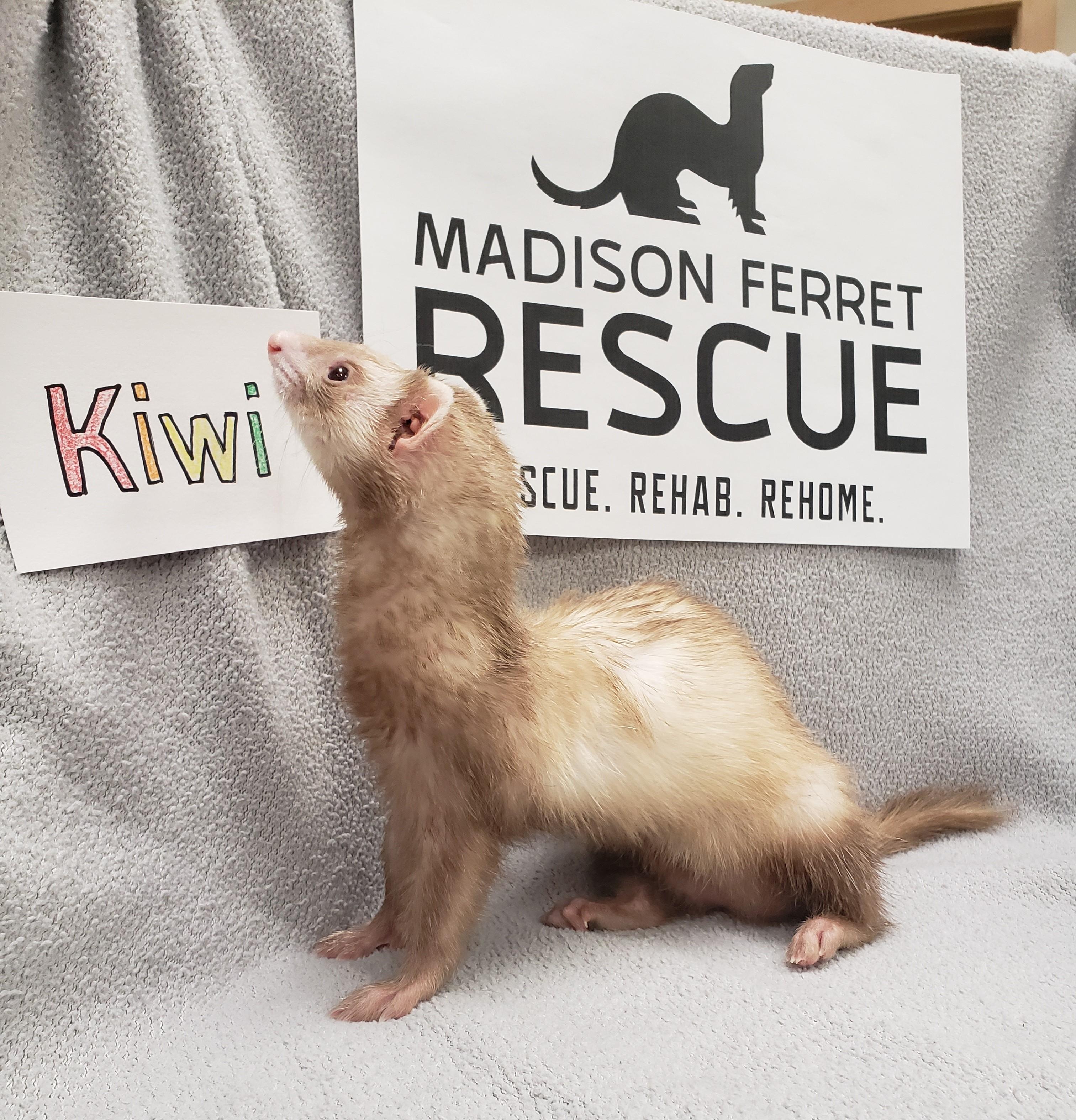 Kiwi, a Adopted Ferret in Madison, WI image 1/2