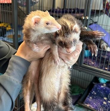 Kiwi, Adopted, Senior Female Ferret.