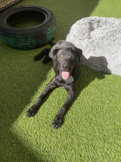 Phoenix, Adoptable, Puppy Male Labrador Retriever & Mixed Breed.