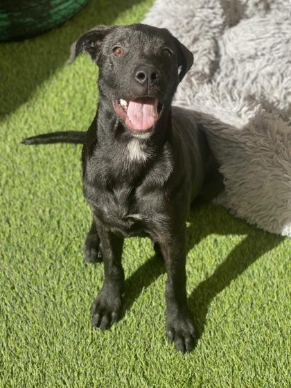 Enlarge Phoenix, a Adoptable mixed breed in Picayune, MS image 2/3